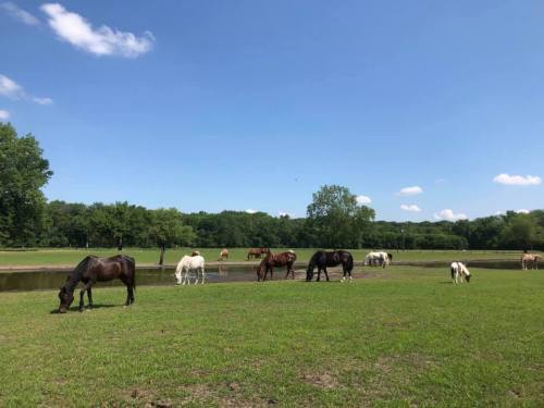 A group of horses grazing near a pond under a clear blue sky with a few clouds and green trees in the background.