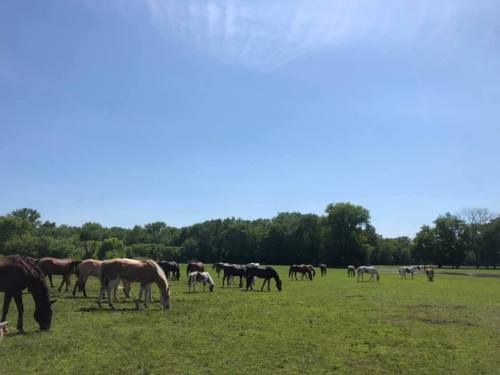 A herd of horses grazing in a green field under a clear blue sky with trees in the background.
