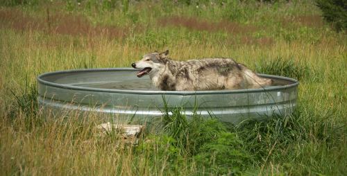 A wolf stands in a metal water trough surrounded by tall grass and greenery.