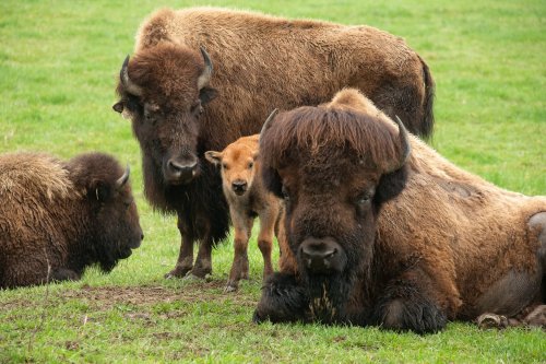 A group of bison resting on green grass, with a young calf standing between two adults.