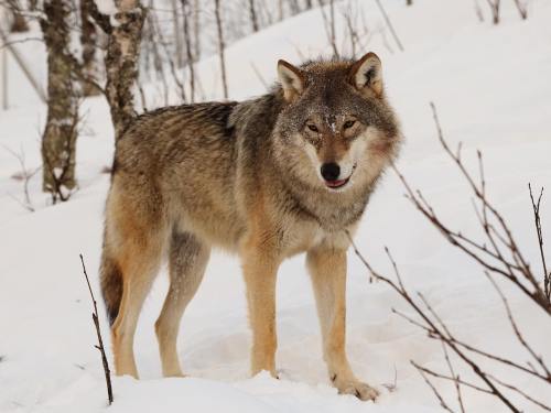 A wolf stands in a snowy landscape, surrounded by sparse trees and bushes, with a focused expression.