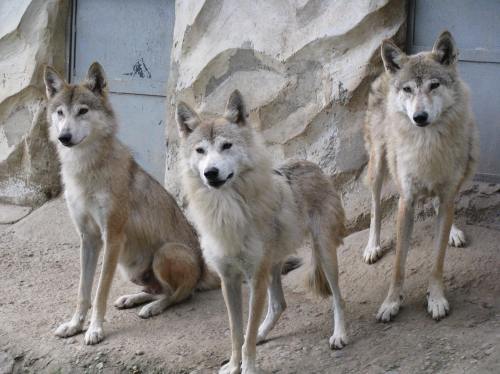 Three wolves sit side by side on a rocky surface, looking towards the camera with a neutral expression.
