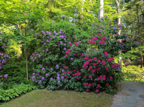 A vibrant garden scene featuring blooming purple and pink rhododendron bushes surrounded by lush greenery.