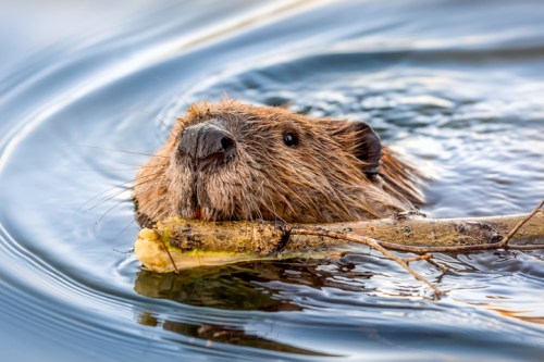 A beaver swims in calm water, holding a stick in its mouth, with ripples surrounding its head.