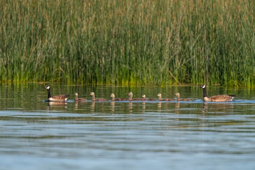 A family of ducks swims in a line on calm water, surrounded by tall green reeds.