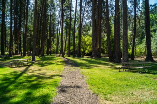 A serene park scene with tall trees, a gravel path, and picnic tables on a grassy area under bright sunlight.