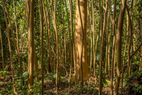 Dense forest with tall, slender trees and lush green foliage, creating a natural, tranquil environment.