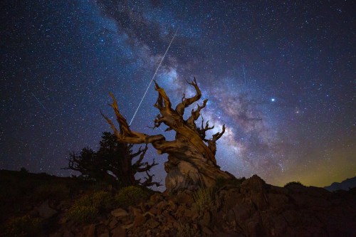 A gnarled tree silhouetted against a starry night sky, featuring the Milky Way and a shooting star.