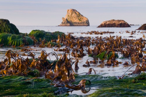 A coastal scene featuring seaweed in shallow water, with rocky formations in the background under a clear sky.
