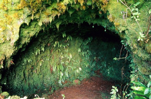 A lush, green cave entrance adorned with ferns and moss, creating a serene, natural atmosphere.
