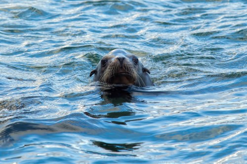 A seal emerges from the water, its head above the surface, surrounded by rippling waves.