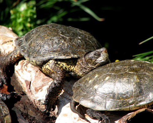 Two turtles basking on a log, surrounded by greenery, with sunlight highlighting their textured shells.