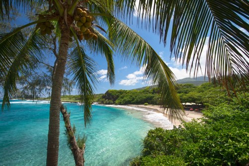 A serene beach scene with clear turquoise water, lush greenery, and a palm tree swaying in the breeze under a blue sky.
