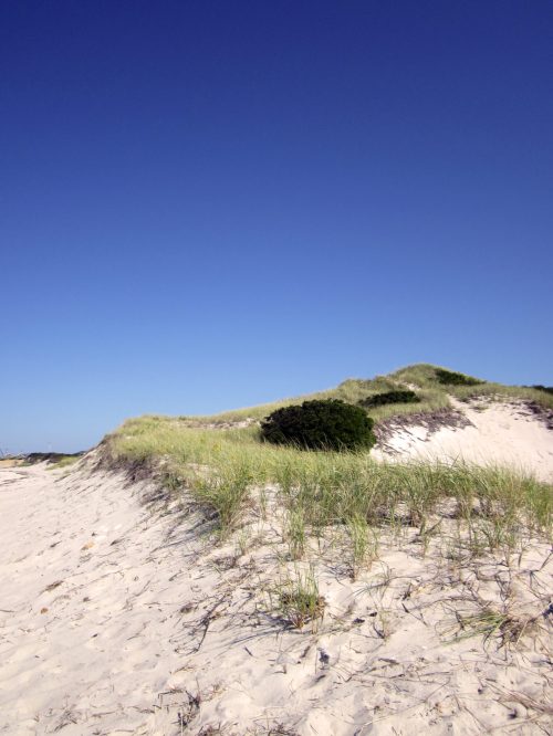 A sandy beach with grassy dunes under a clear blue sky.