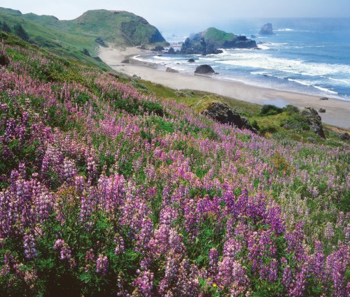 A coastal landscape featuring vibrant purple wildflowers, rolling green hills, and a sandy beach beside the ocean.