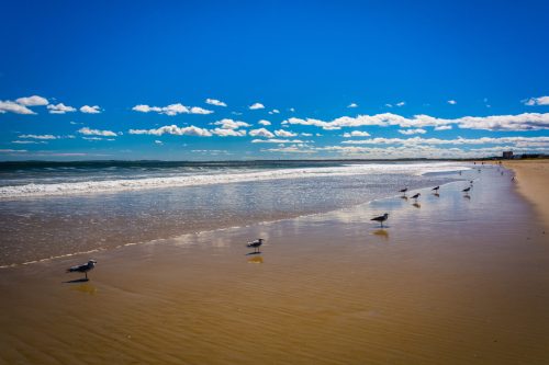 Seagulls line the sandy beach under a bright blue sky with fluffy clouds and gentle waves lapping at the shore.