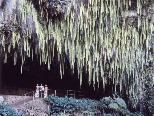 Three people stand on a path inside a lush cave, surrounded by hanging green plants and rocky walls.