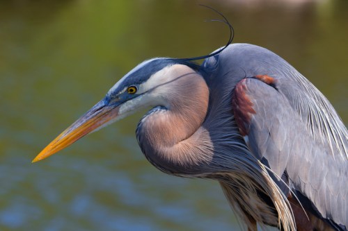 A close-up of a great blue heron with a long neck and striking blue-gray feathers, set against a blurred water background.