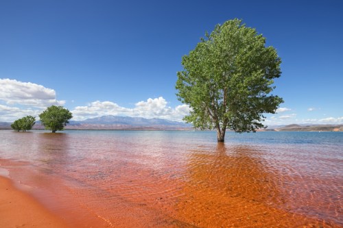 A serene landscape featuring a tree standing in shallow water with red sand and mountains under a blue sky.