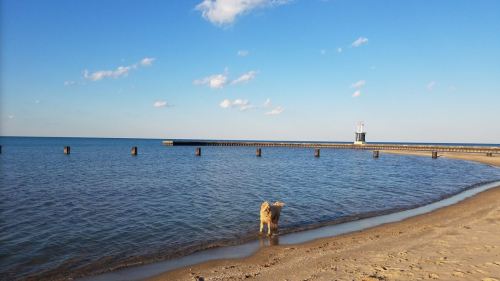 A dog stands at the edge of a sandy beach, looking out at a calm lake and a distant lighthouse under a clear blue sky.