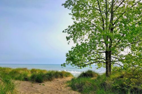 A serene beach scene with a green tree and sandy dunes, overlooking calm waters under a cloudy sky.