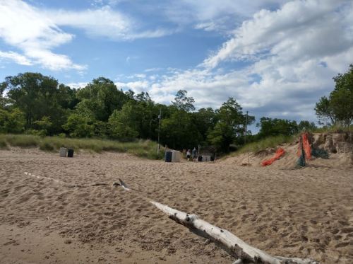 A sandy beach with scattered logs, green trees in the background, and a few people walking in the distance under a blue sky.