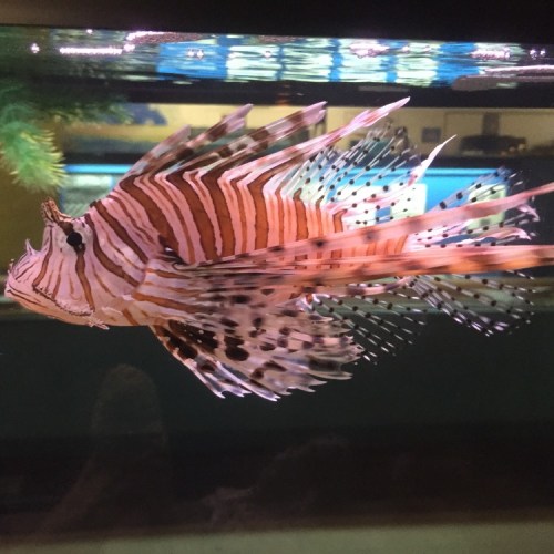 A colorful lionfish with long, flowing fins swimming in an aquarium.