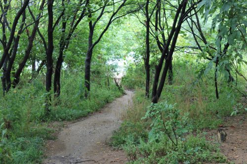 A winding dirt path through a lush green forest with trees and underbrush on either side.