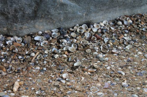 A close-up of a sandy area covered with various empty seashells and small stones near a rock.