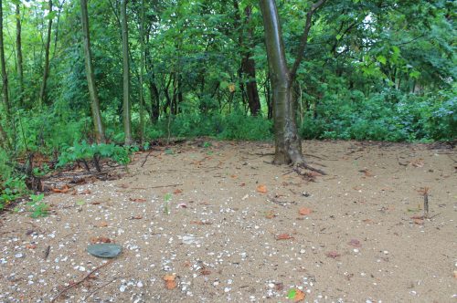 A sandy area surrounded by lush green trees and underbrush, with scattered leaves and small stones on the ground.