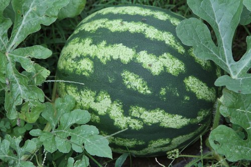 A ripe watermelon nestled among green leaves in a garden.