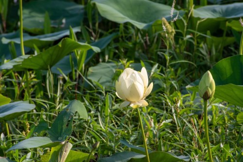 A white lotus flower blooms among lush green leaves in a serene natural setting.