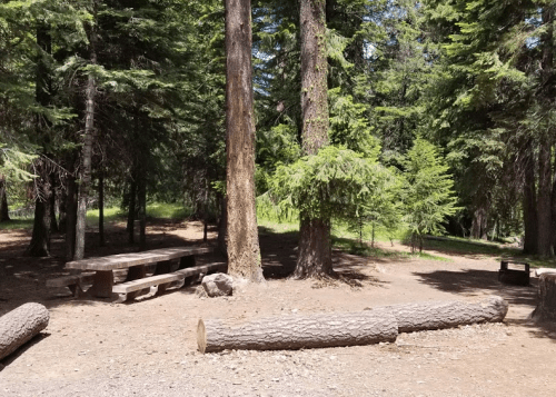 A peaceful forest scene with tall trees, a picnic table, and a log on the ground in a natural setting.