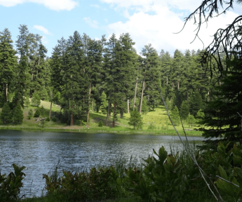 A serene lake surrounded by lush green trees and a clear blue sky, with plants in the foreground.