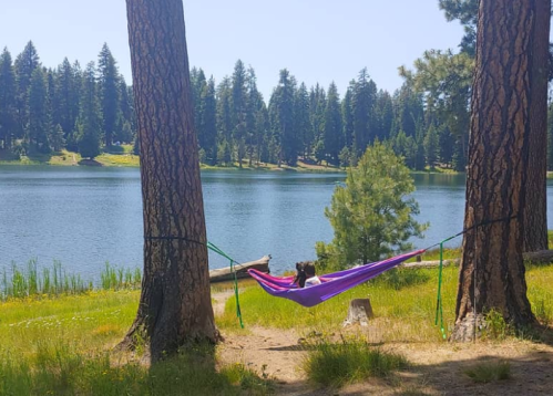 A dog relaxes in a colorful hammock between two trees by a serene lake surrounded by tall pine trees.