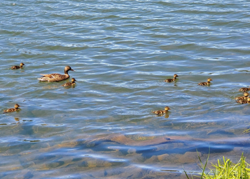 A mother duck swims in a pond with her ducklings, surrounded by rippling water and green grass.