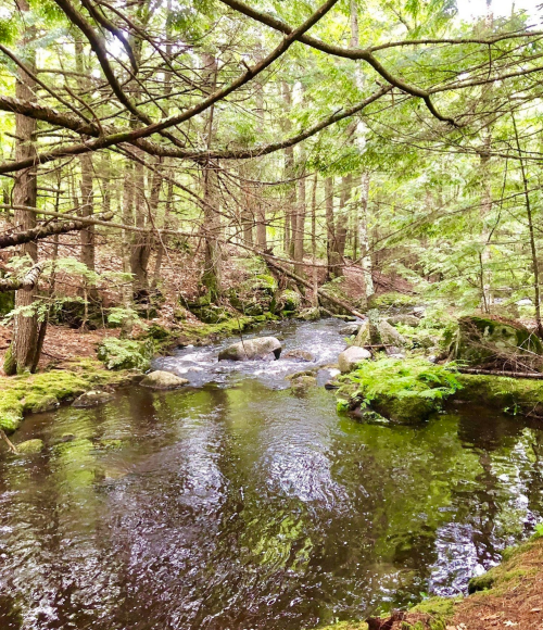 A serene forest scene featuring a gently flowing stream surrounded by lush greenery and moss-covered rocks.