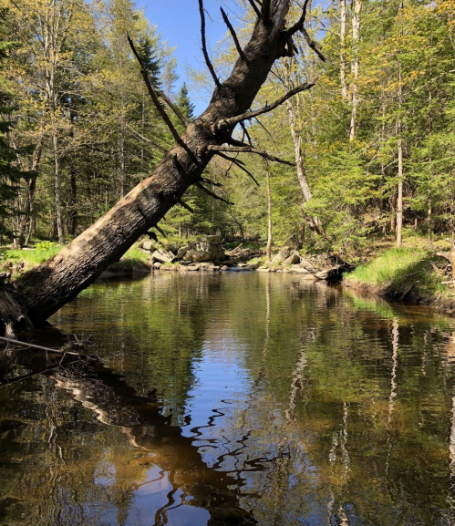 A serene forest scene with a calm river reflecting trees and a fallen log, surrounded by lush greenery and blue sky.