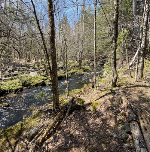 A serene forest scene with a flowing stream, surrounded by trees and moss-covered rocks under a clear blue sky.