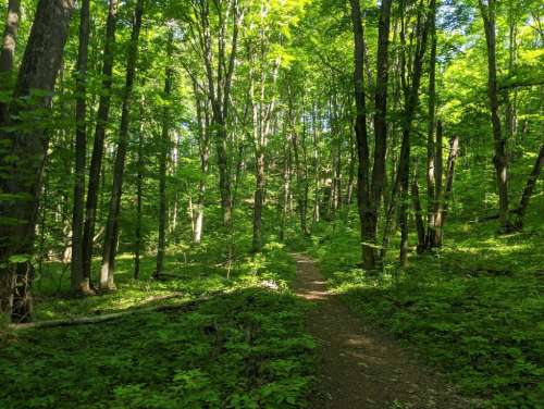 A serene forest path surrounded by lush green trees and foliage, inviting exploration and tranquility.
