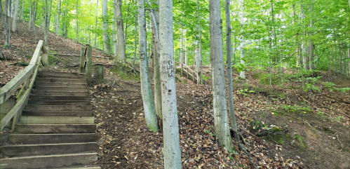 Wooden stairs lead up a forested path, surrounded by green trees and fallen leaves on the ground.