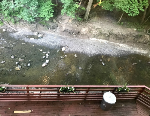 A wooden deck overlooks a shallow creek with rocks and ducks swimming among the trees.