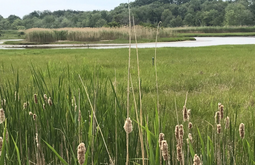 Lush green marshland with tall grasses and a winding waterway surrounded by trees and reeds.