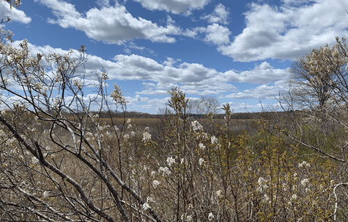 A scenic view of a field with blooming white flowers, under a blue sky filled with fluffy clouds.