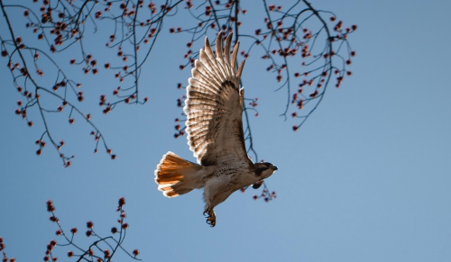 A hawk soaring against a clear blue sky, with branches and budding flowers in the foreground.