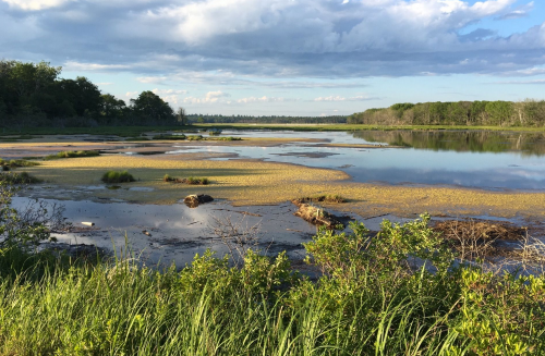 A serene wetland scene with calm water, green vegetation, and a cloudy sky reflecting over the landscape.