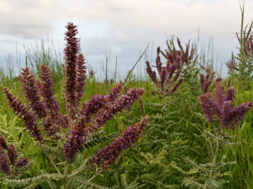 Purple flowering plants amidst green grass under a cloudy sky.