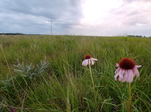 A field of tall grass with pink coneflowers in the foreground under a cloudy sky.