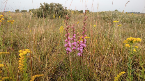 A field of wildflowers featuring tall pink blooms among yellow flowers and green grasses under a hazy sky.