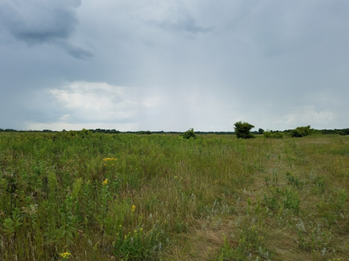 A wide, open field with tall grass and scattered shrubs under a cloudy sky, hinting at possible rain.